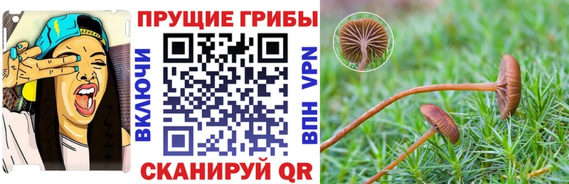 Псилоцибиновые грибы мицелий ссылка на мегу зеркало Дрезна